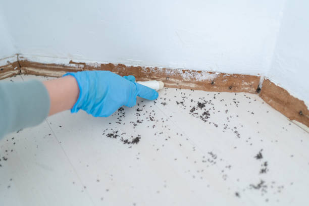 Best Flea Control Services  in Henagar, AL